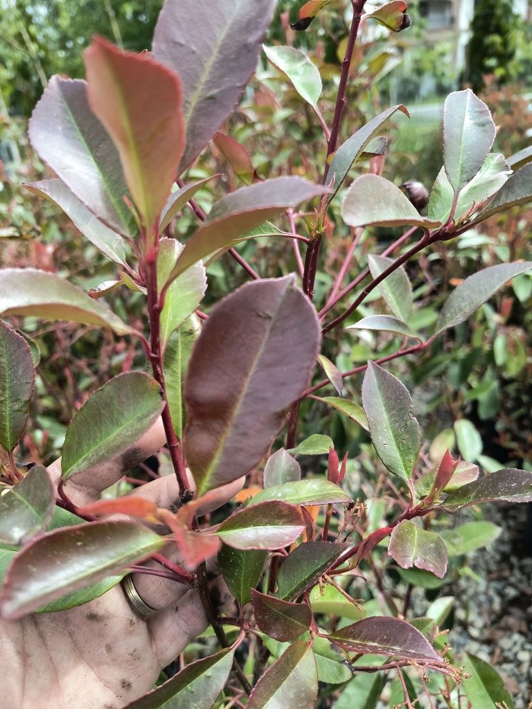 Photinia red robin 130 cm