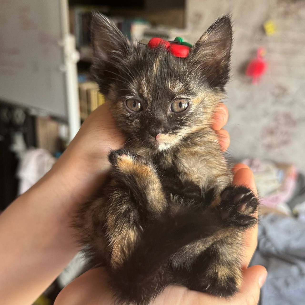 Котенок в добрые руки