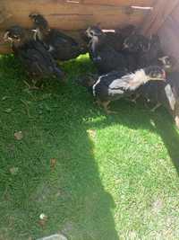 Vand pui australorp /australop/ austrolop negru