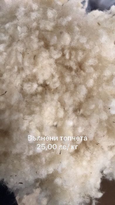 Дарашка лента багрена