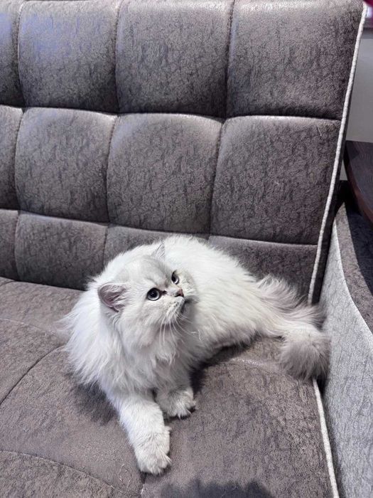 British Long-hair sotiladi