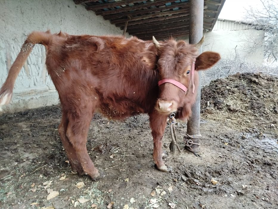 Гуножин сотилади, 11 миллион сўм.