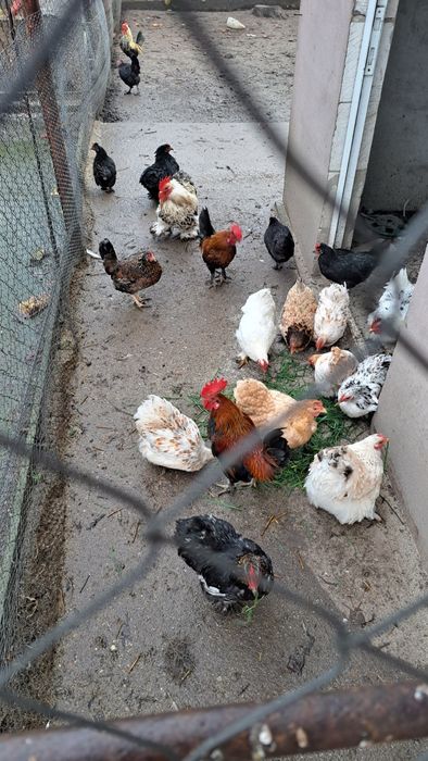 Gaini pitice de vanzare