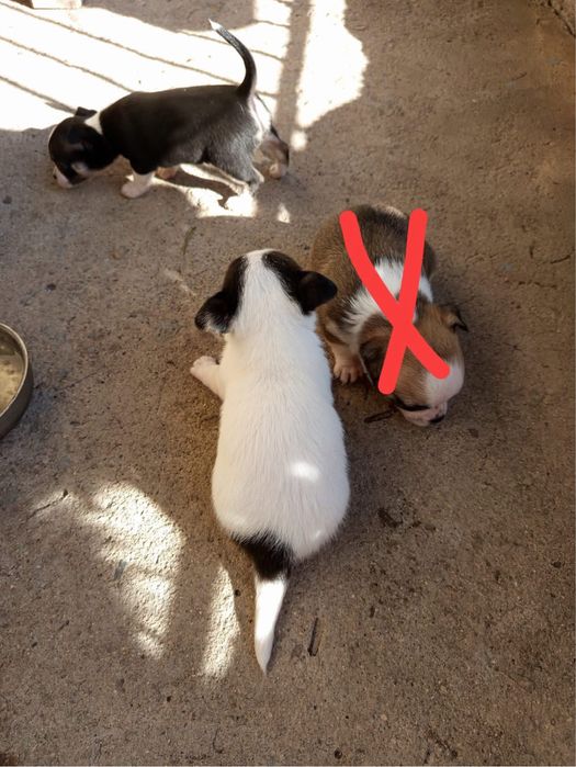 Женски чихуахуа