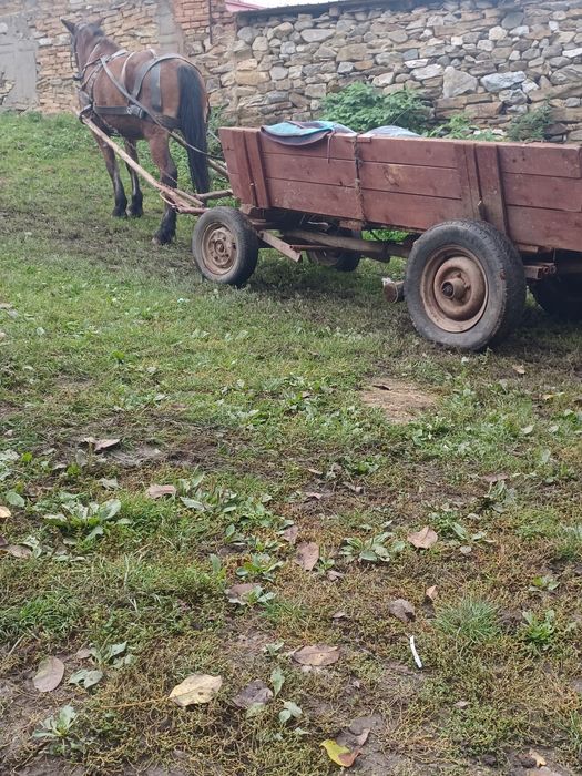 Cal de vînzare de 10 ani caruța si ham