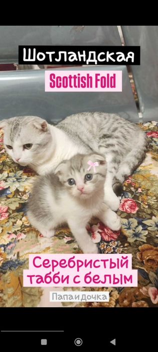 Чистокровные котята от породистых родителей