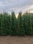 Chiparos leylandii super oferta 100 ron