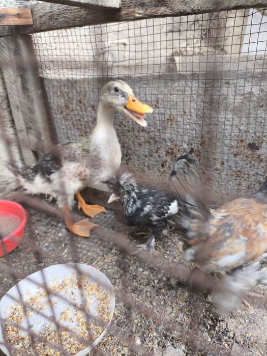ПРОДАЮ УТКИ! Обычные - 3 штук, индоутка - 1 штука.