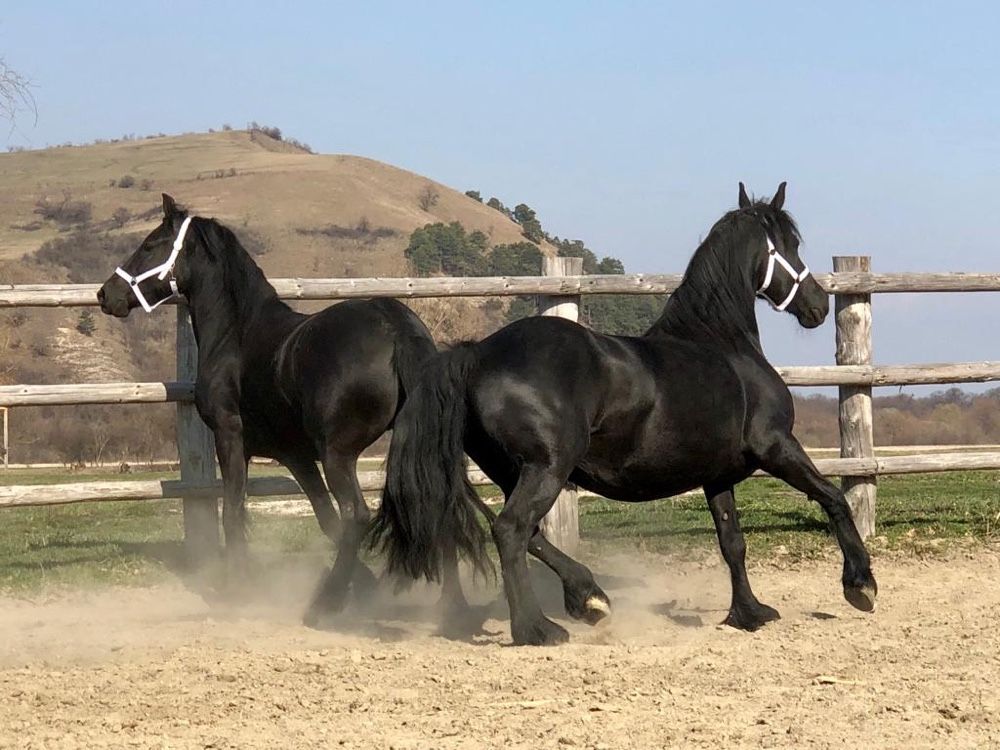 Iepe Friesian iapa iepe Frizian