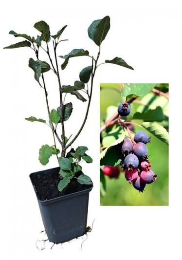 Arbuști Fructiferi (Afin )