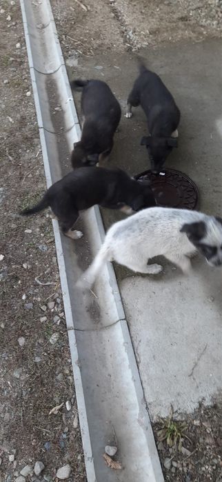 Отдам в хорошие руки