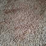 Orz aproximativ 2 tone 2025