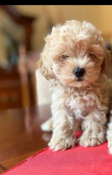 Maltipoo 2 luni cu carnet de sanatate