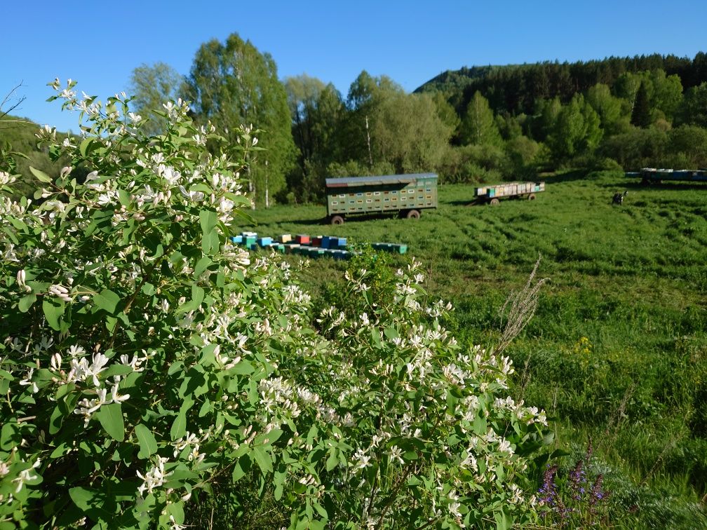 Мёд настоящий с пасеки