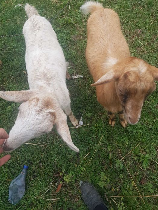 Animale domestice capre