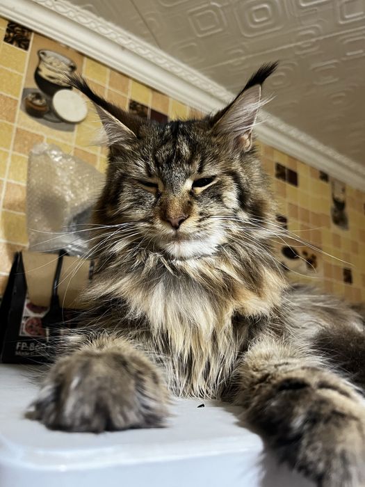 Продам Мейн куна строго в вотсап