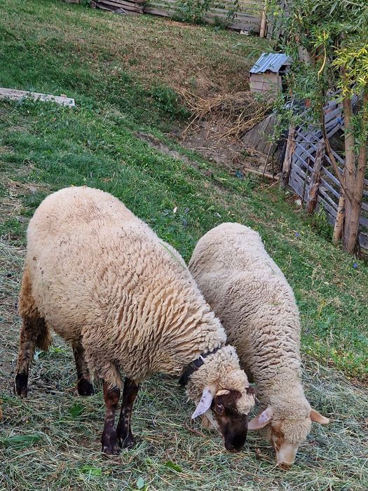 Vând un cârlan de anul ăsta sau schimb.