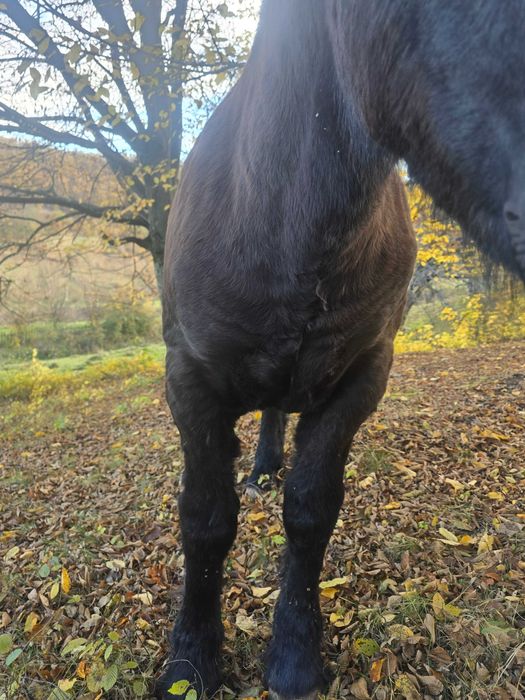 Vand manz de 5 luni jumate