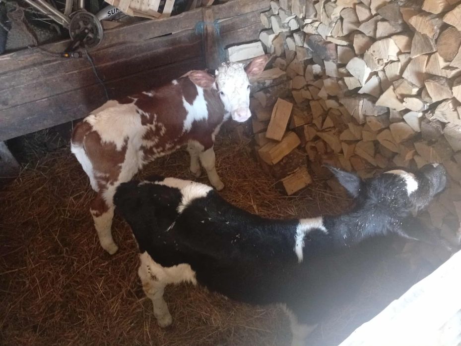 Vând 2 vitei  de 4 săptămâni