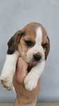 Pui Beagle de rasă – din părinți cu pedigree, transport inclus