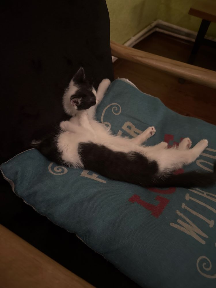 Отдам даром котят