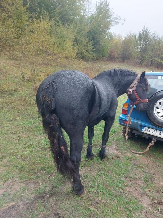 Vând iapa vârstă 4 ani.