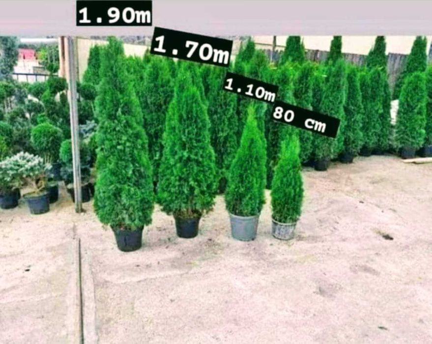 Enupar tija tuia smarald lelandy braband spirale pon pon