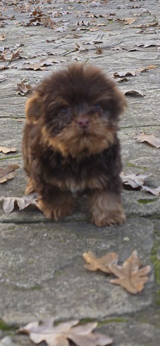 Йорки супер мини биро шоко бивър ,три момиченца!