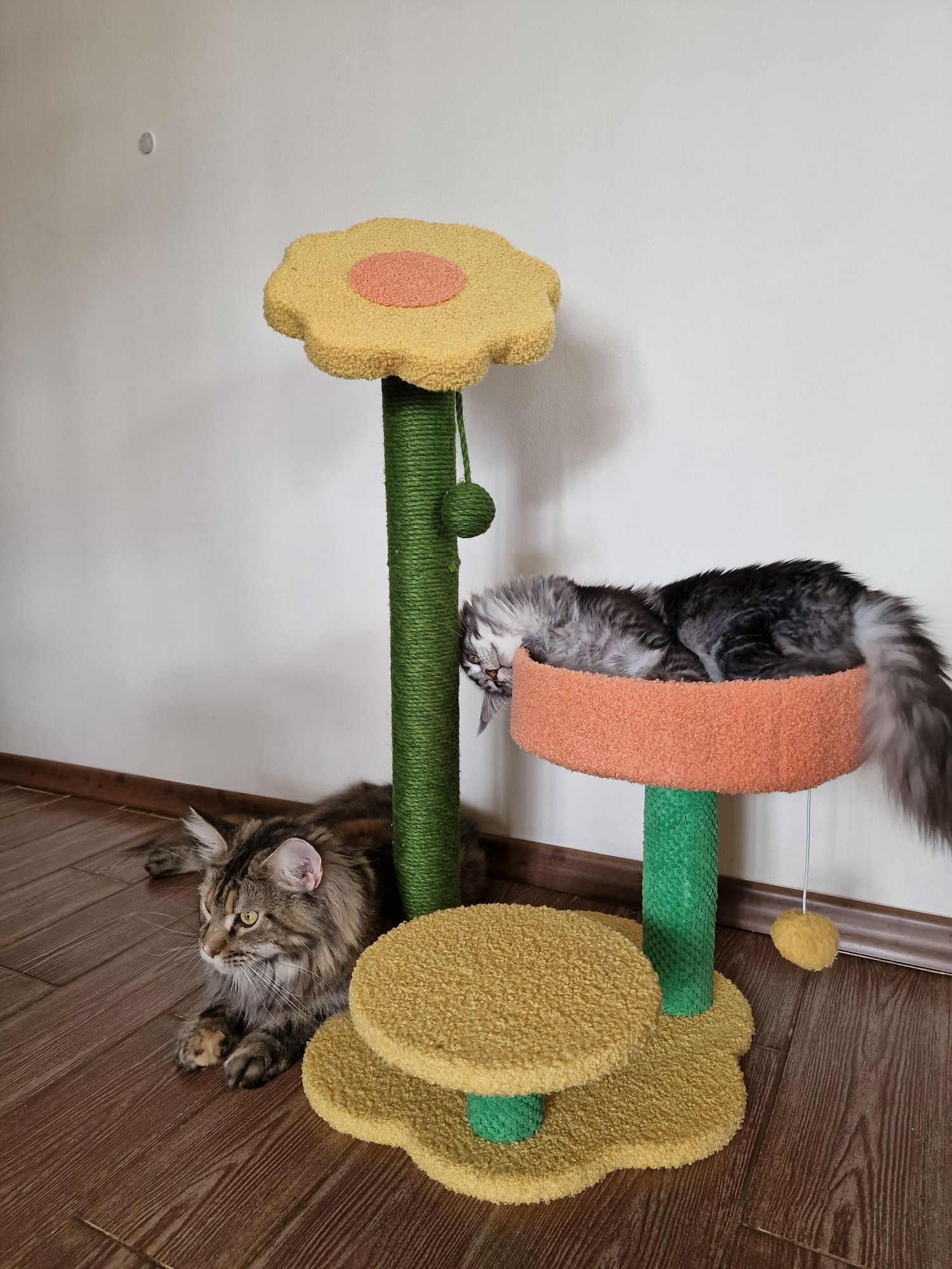 Котешка катерушка цвете MF12