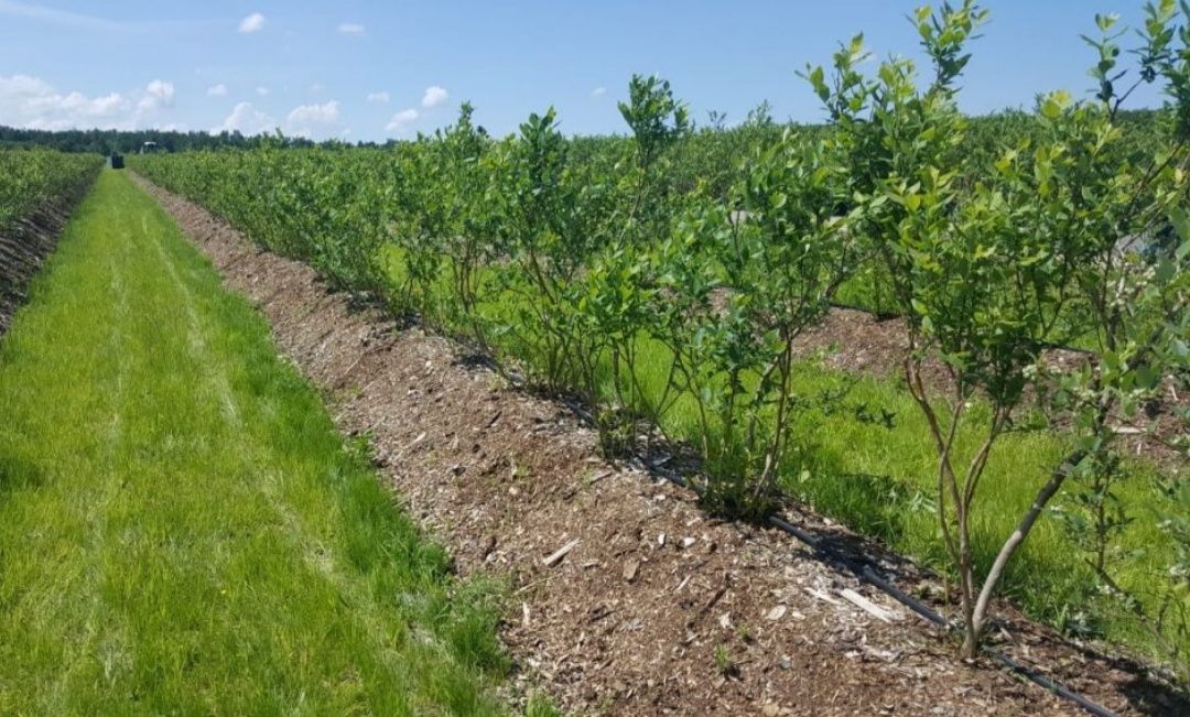 Vanzare plante zmeur/afin/mur