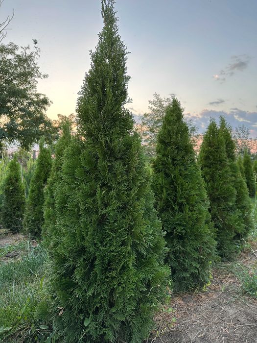 Tuia Smaragd 1–1,8 m – direct de la pepinieră