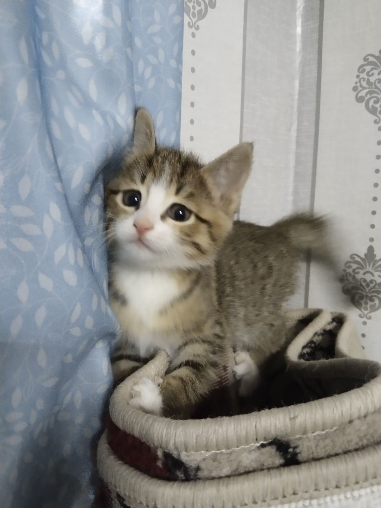 Котята отдам в хорошие руки.