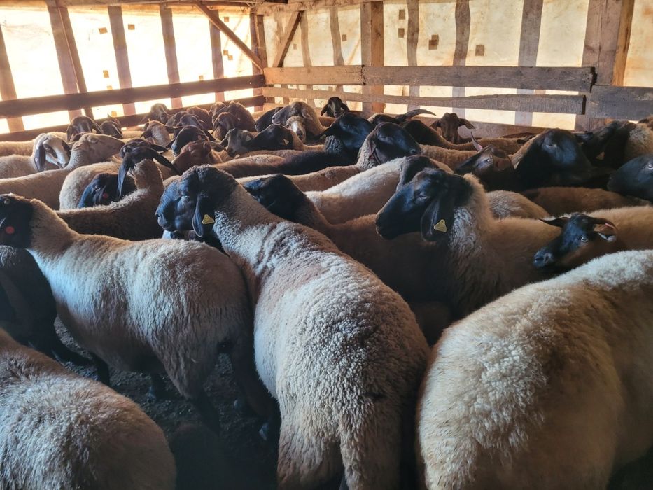 6 Oi carabase sârbești și românești!!!