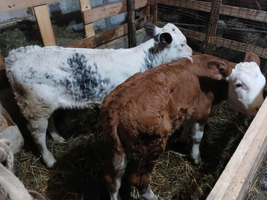 Vând viței în sat Tirimia