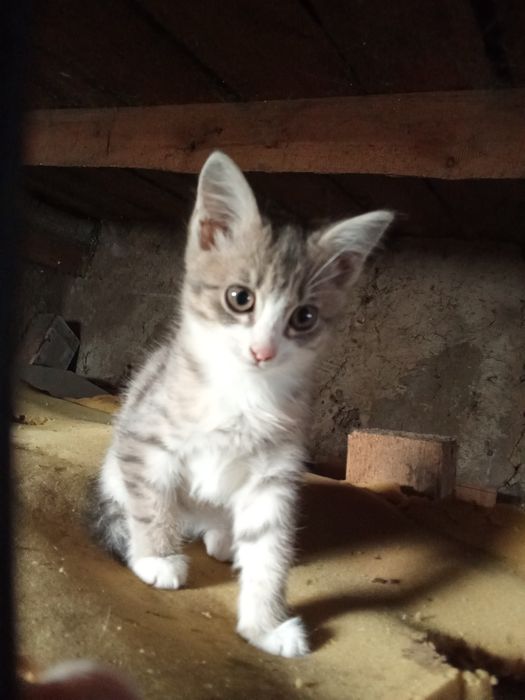 Отдам котенка бесплатно