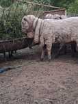 Mior merinos de vanzare