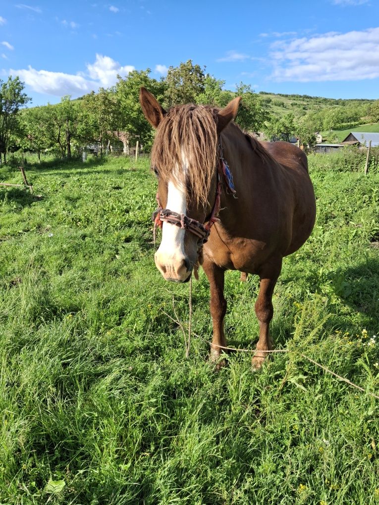 Iapă în vârstă de 8 ani de vânzare