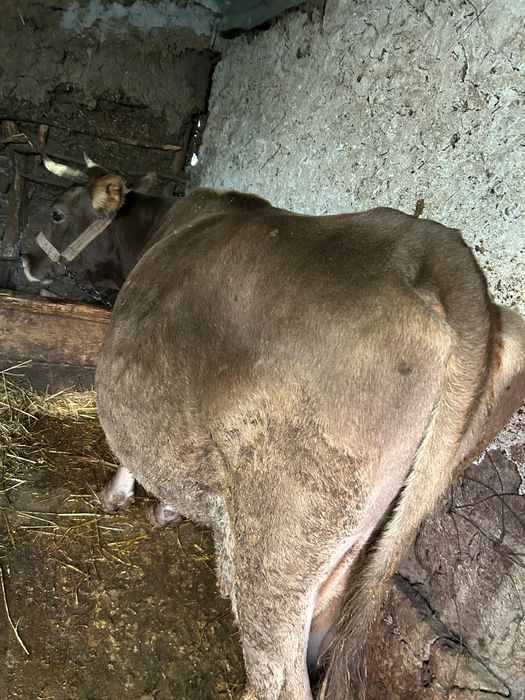 Vând 2 tauri și 2 vaci