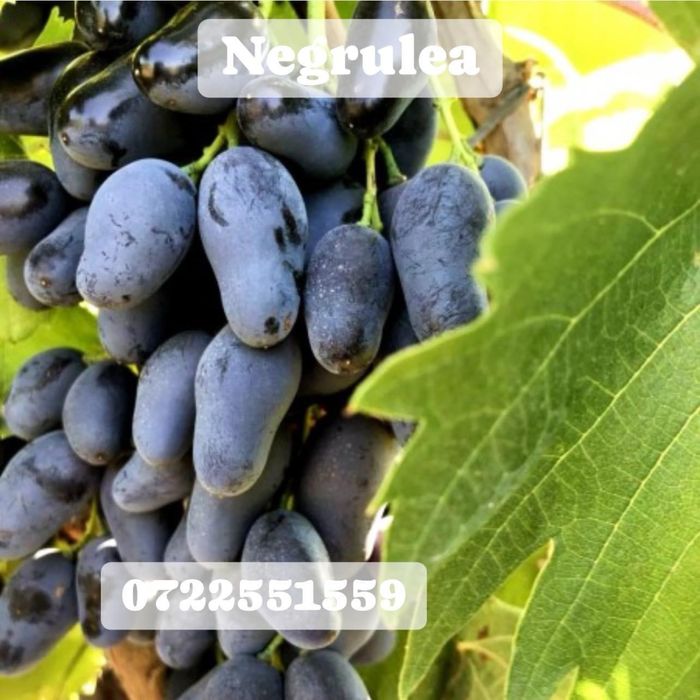 Vita de vie nobila an 3