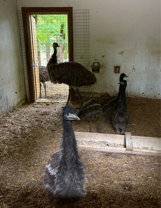 Vand EMU pasari adulte si tineret 3 luni