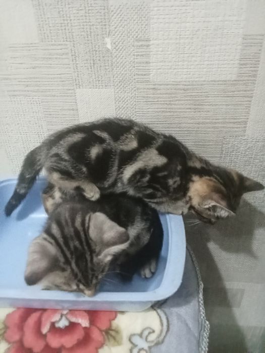 Красивые котятки в связи с переездом за умеренную плату