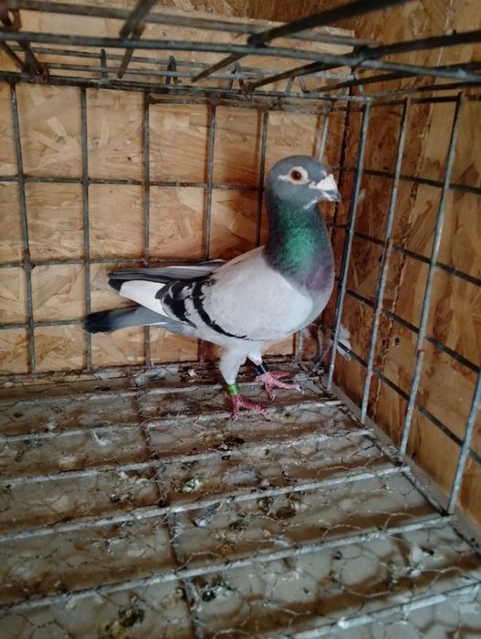 Doi masculi străini din matcă