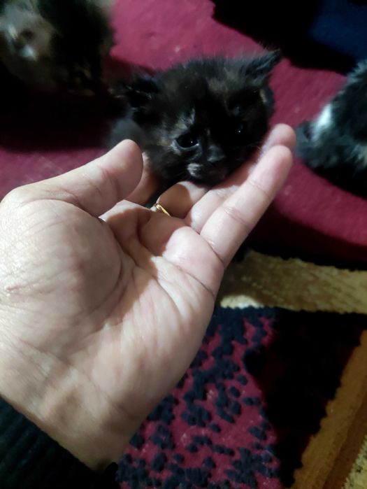 Отдам в добрые руки котят.