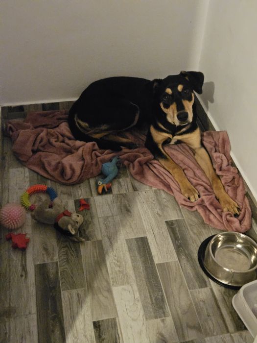 Donez Cățelușă Copoi Ardelenesc -Metiși