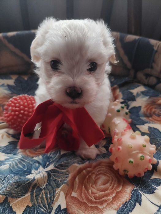 Bichon Havanez( părinți cu pedigree )