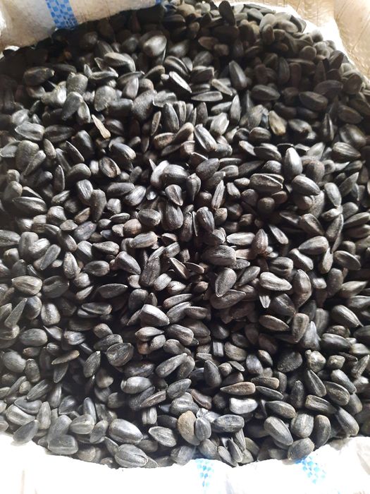 Vând semințe de floarea soarelui