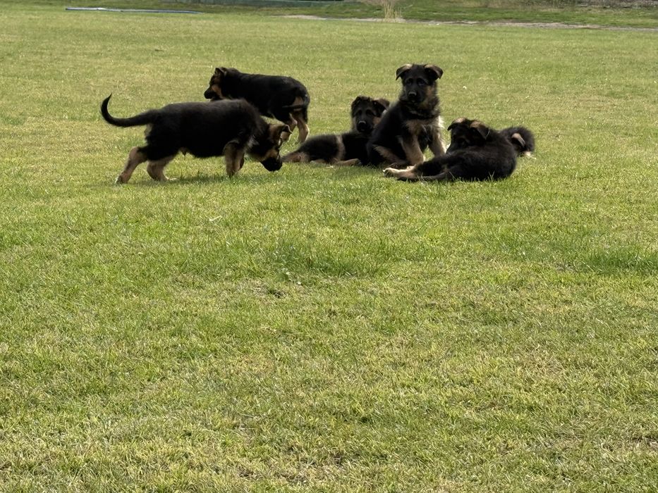 Немски овчарки с родословие