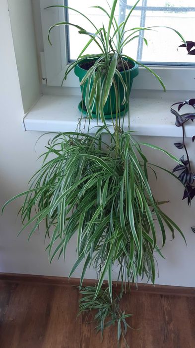 decoratii pt aer curat pl. paianjen 3 soiuri diferite