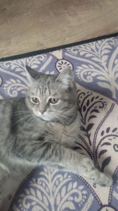 Отдам котенка в добрые руки