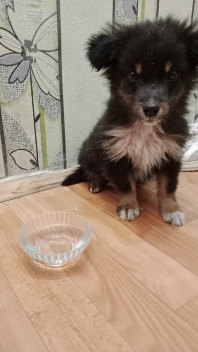 Маленький ребёнок ищет семью.Прошла первичный осмотр.